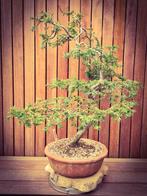Zeer gezonde oude Taxus Bonsai met stenen pot, Tuin en Terras, Planten | Bomen, Ophalen