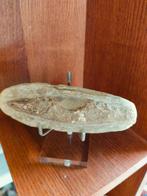 Poisson fossile, Enlèvement ou Envoi, Fossile