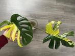 Monstera aurea yellow Marylin, Ophalen of Verzenden