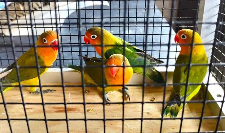 agapornis fischeri dwergpapegaai, Dieren en Toebehoren, Vogels | Parkieten en Papegaaien, Dwergpapegaai of Agapornis, Tam