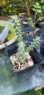 Winterharde cactus. Cylindropuntia imbricata., Tuin en Terras, Ophalen