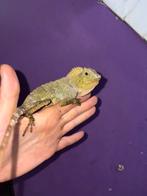 Femelle Gonocephalus chamaeleontinus, Animaux & Accessoires, Reptiles & Amphibiens, Lézard, Domestique, 0 à 2 ans