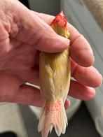 Binsenastrilde, Dieren en Toebehoren, Vogels | Overige Vogels, Meerdere dieren, Tropenvogel, Geringd