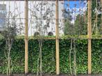 Quercus Ilex, Meerstammige Leiboom met bamboescherm