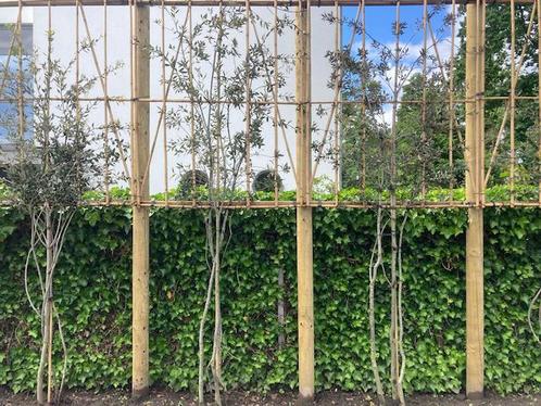 Quercus Ilex, Meerstammige Leiboom met bamboescherm, Tuin en Terras, Planten | Bomen, Leiboom, Ophalen