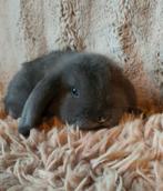 Minilop voedster ( blauw kleur), Dieren en Toebehoren, Konijnen