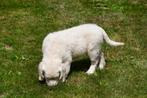 Golden Retriever pups te koop (Ouders met stamboom), Golden retriever, België, CDV (hondenziekte), 8 tot 15 weken