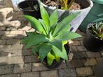 Agave Attenuata (vossenstaart), Ophalen