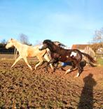 Palomino en overo merrie, Dieren en Toebehoren, Merrie, M