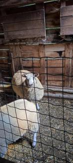 Schapen, Dieren en Toebehoren, Schapen, Geiten en Varkens, Vrouwelijk, Schaap, 0 tot 2 jaar