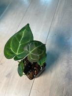 Anthurium Magnificum x, Ophalen of Verzenden