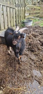 Dwerggeit bok, Dieren en Toebehoren