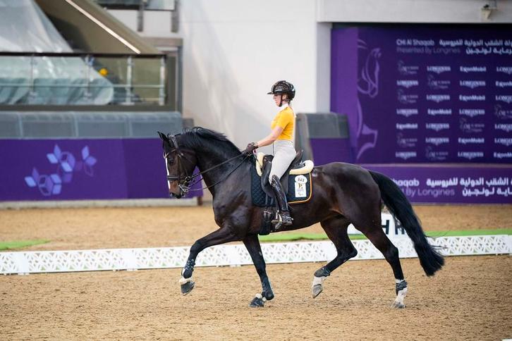 Mooie fokmerrie van just wimphof x inspekteur te koop, Dieren en Toebehoren, Paarden, Merrie, Niet van toepassing, 7 tot 10 jaar