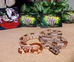Boa, Dieren en Toebehoren, Reptielen en Amfibieën