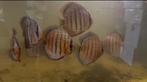 Progeny F1 from Wild discus from Trombetas River, Dieren en Toebehoren