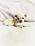 Belgische Chihuahua pupjes te koop, Dieren en Toebehoren, CDV (hondenziekte), Meerdere, 8 tot 15 weken, Meerdere dieren