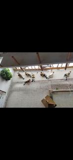 Putters te koop, Dieren en Toebehoren, Vogels | Overige Vogels