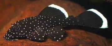 Jonge L181 : peppermint pleco