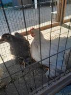 cochin kriel  Koppel 2025, Meerdere dieren, Kip