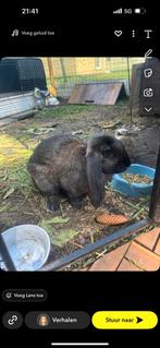 Zoekt een huisje, Hangoor