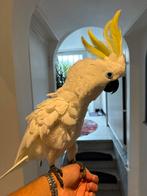 Tamme en sprekende geelkuif kaketoe, Dieren en Toebehoren, Mannelijk, Papegaai, Pratend