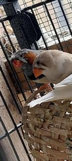 diamants mandarins a vendre, Dieren en Toebehoren, Ophalen, Vogel