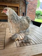 brahma zalm hen, Dieren en Toebehoren, Pluimvee, Vrouwelijk, Kip