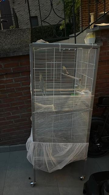 2 calopsites+ grande cage beschikbaar voor biedingen