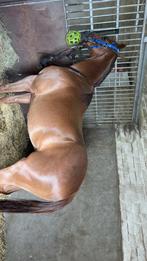 volbloed te koop, Dieren en Toebehoren, Paarden, Gechipt, Ruin, 7 tot 10 jaar, 160 tot 165 cm