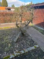 Gratis appelbomen en andere struiken, Jardin & Terrasse, Plantes | Arbres, Enlèvement