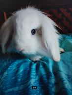 Konijn gratis ram ned hangoor 6 mnd, Hangoor