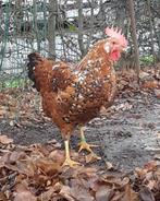 Leghorn hennen porselein, Dieren en Toebehoren, Pluimvee, Vrouwelijk, Kip