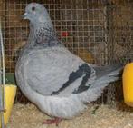 Mondain duiven, Dieren en Toebehoren