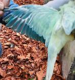 AQUA Halsbandparkieten '25, Geringd