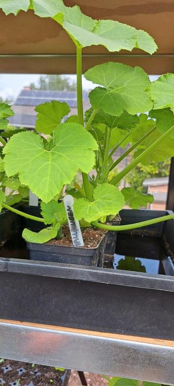 Pompoenplanten Red Kuri, Butternut, Jack o Lattern beschikbaar voor biedingen