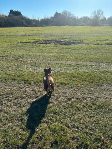 Dog sitting et pension, Garde privée