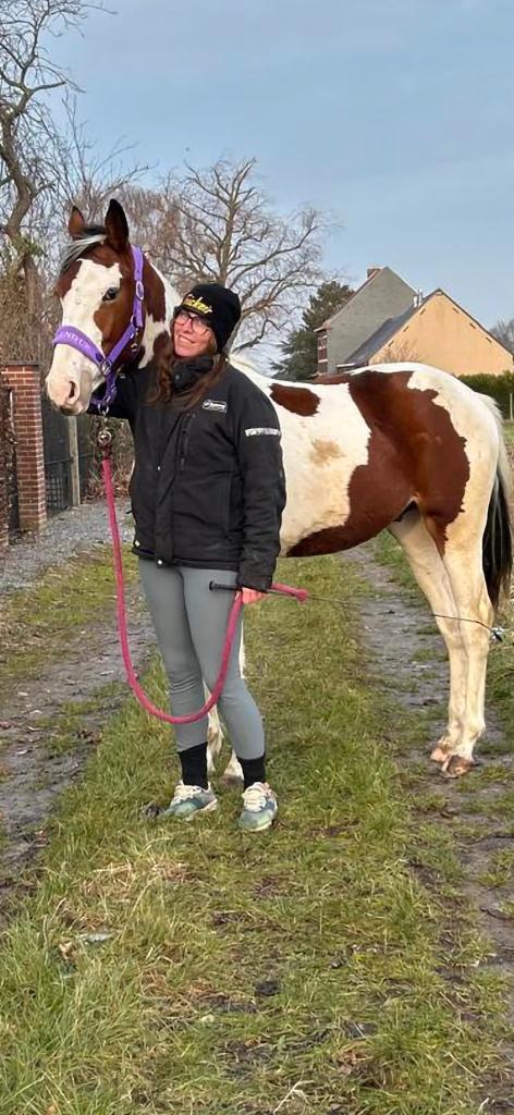 2jarige hengst, Dieren en Toebehoren, Paarden, Hengst, Onbeleerd, 0 tot 2 jaar, Springpaard, Met stamboom, Gechipt, Ontwormd, Ingeënt