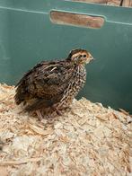 Kwartels van 16/8 meerdere beschikbaar, Dieren en Toebehoren, Pluimvee