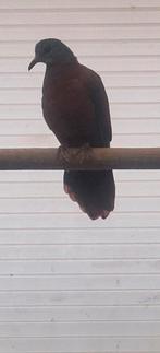 Blauwkopbosduif doffer, Dieren en Toebehoren