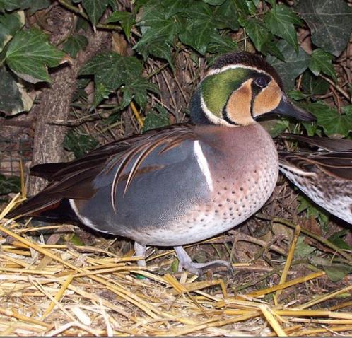 Verschillende soorten Siereenden en sierganzen, Dieren en Toebehoren, Pluimvee, Eend, Meerdere dieren