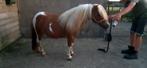 Super kindvriendelijke drachtige shetjes, Dieren en Toebehoren, Pony's, Niet van toepassing, 0 tot 2 jaar, A pony (tot 1.17m)