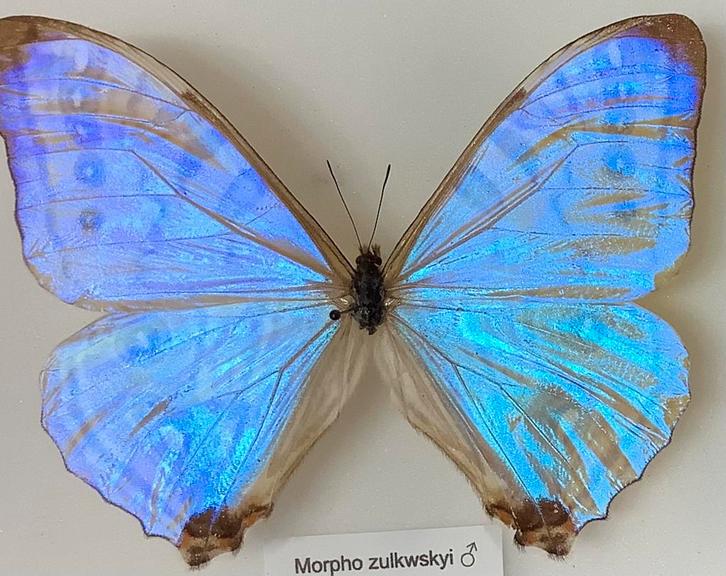 MORPHO ZULKOWSKYI VLINDERS, Verzamelen, Dierenverzamelingen, Ophalen of Verzenden