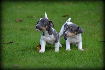 Jack Russell pups