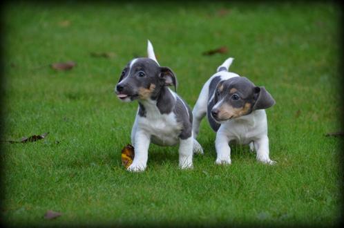 Chiots Jack Russell, Animaux & Accessoires, Chiens | Jack Russell & Terriers, Plusieurs animaux, Jack Russel Terrier, Éleveur | Professionnel