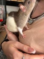 Laatste 2 zsm ophalen ratten ratjes mannen 5 maanden oud, Dieren en Toebehoren, Rat, Maart, Mannelijk, Tam