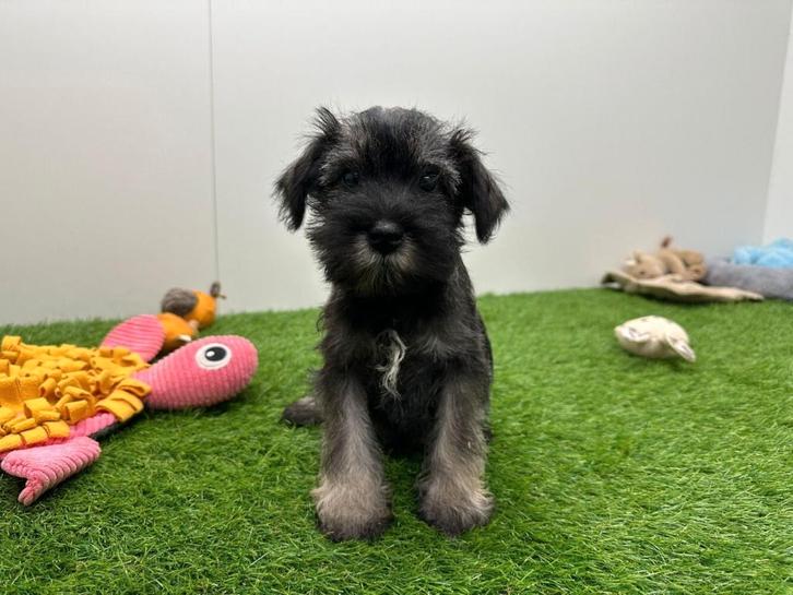 Dwergschnauzer pups, Dieren en Toebehoren, Honden | Chihuahua's en Gezelschapshonden, Meerdere dieren, Overige rassen, Fokker | Professioneel
