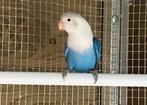 Fischerie opaline Kobalt blauw ( 5/2025), Dieren en Toebehoren, Vogels | Parkieten en Papegaaien, Geslacht onbekend, Dwergpapegaai of Agapornis