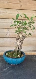 Bonsai. Kamperfoelie. Lonicera., Tuin en Terras, Ophalen