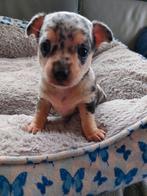 Chichuahua, Dieren en Toebehoren, België, Particulier, Reu, 8 tot 15 weken