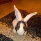 Reuzen kruising Rammelaars, Dieren en Toebehoren, Konijnen, Mannelijk, Groot, 0 tot 2 jaar